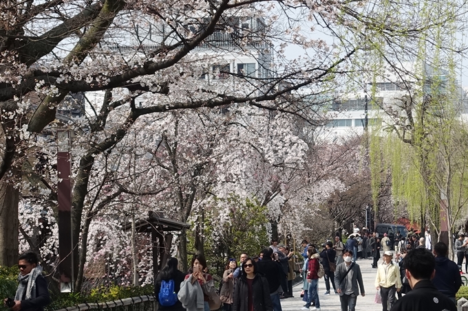 京都桜速報2018_05　No29