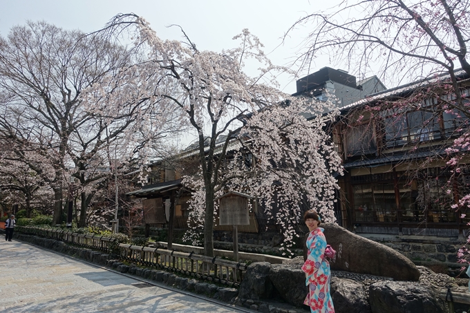 京都桜速報2018_05　No30