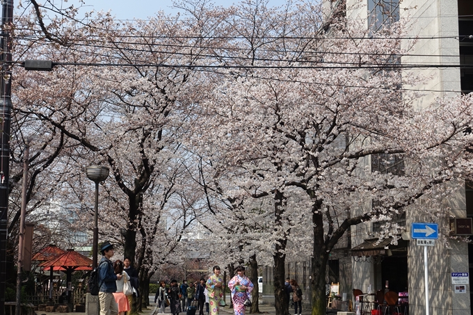 京都桜速報2018_05　No32