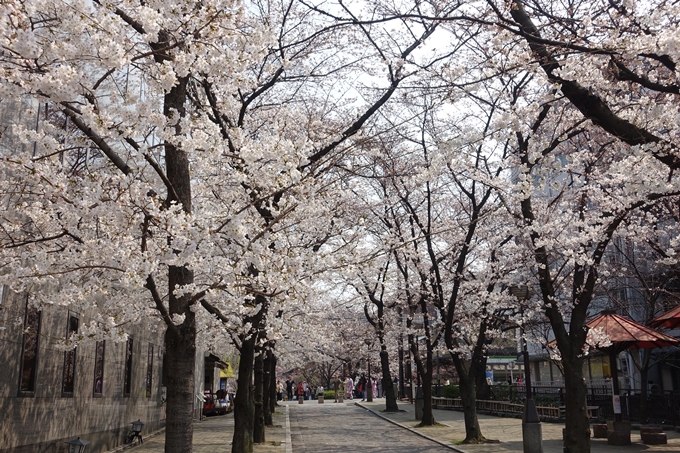 京都桜速報2018_05　No33