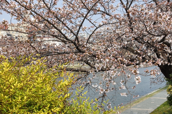 京都桜速報2018_05　No34