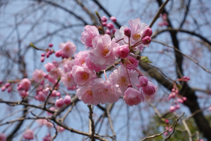 京都桜速報2018_05　No36