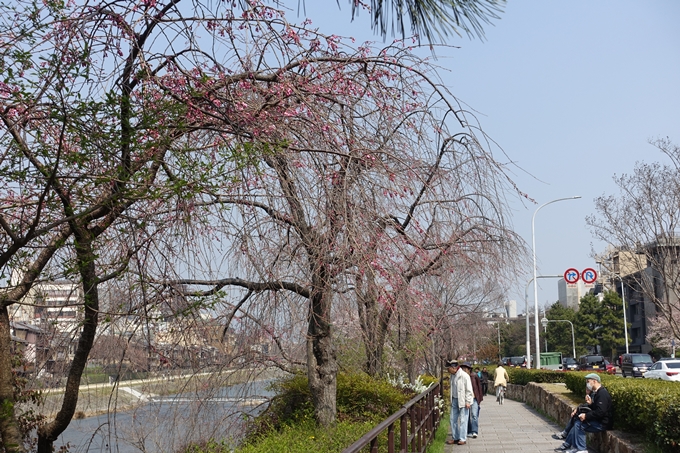 京都桜速報2018_05　No37