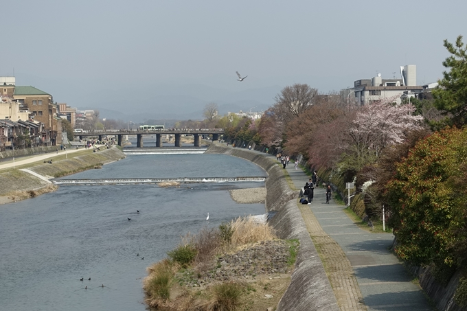 京都桜速報2018_05　No38