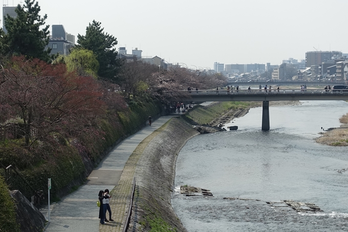 京都桜速報2018_05　No39