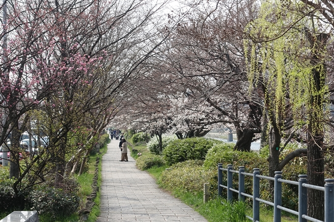 京都桜速報2018_05　No40