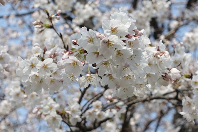 京都桜速報2018_05　No41