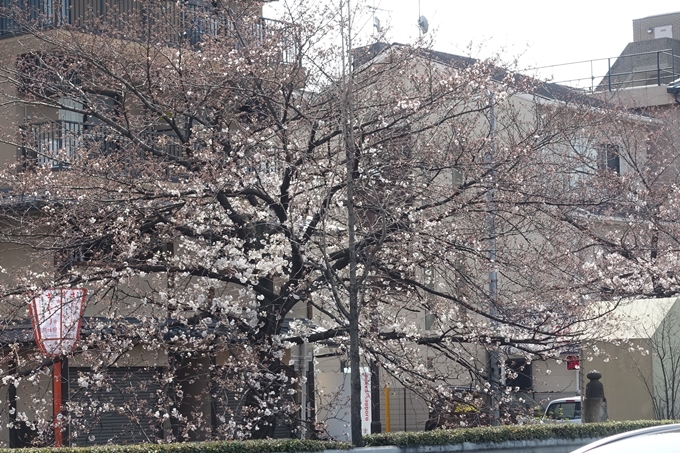 京都桜速報2018_05　No42