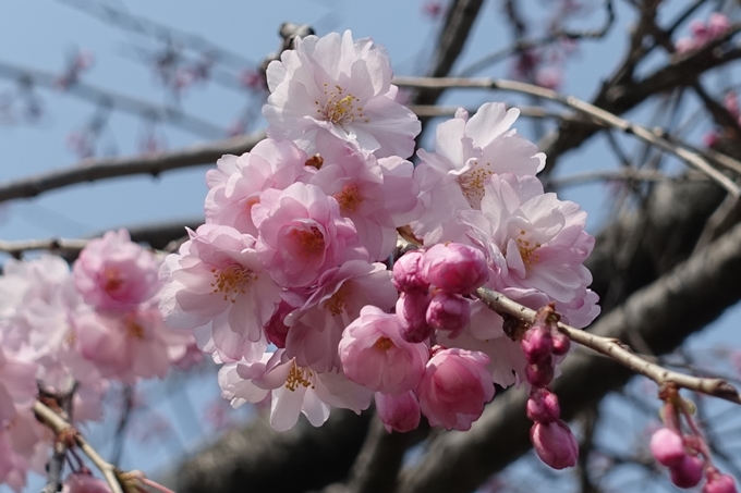 京都桜速報2018_05　No43