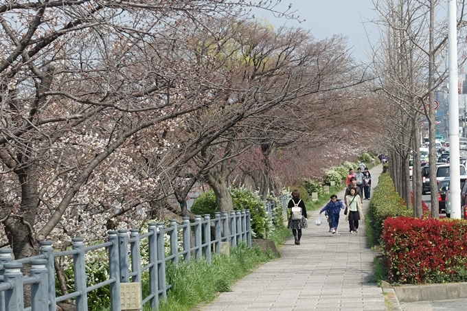 京都桜速報2018_05　No44