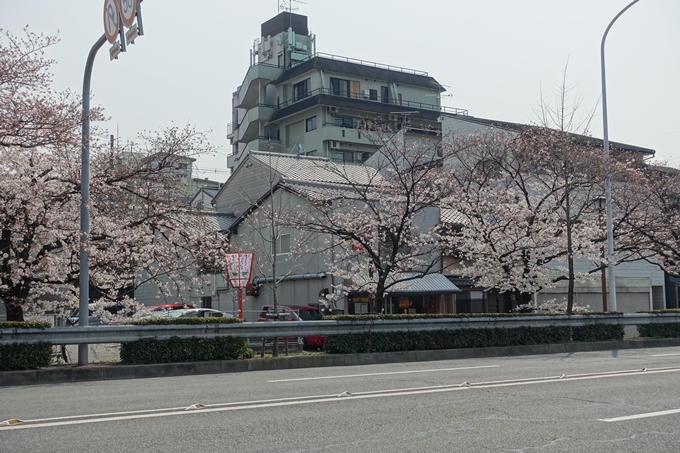 京都桜速報2018_05　No45