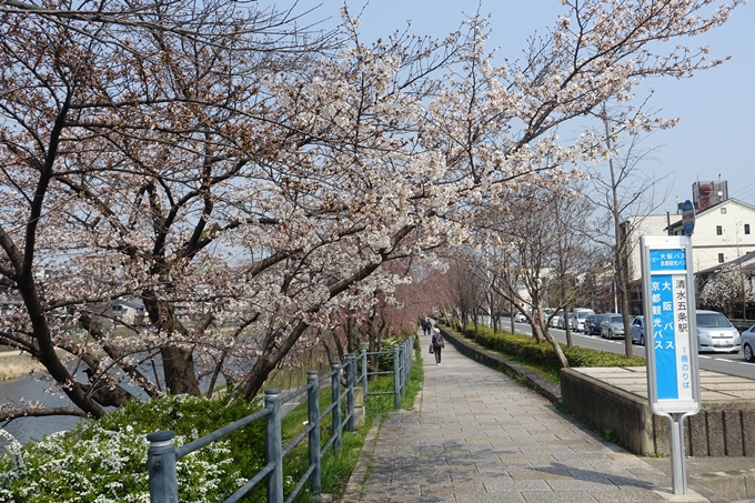 京都桜速報2018_05　No47