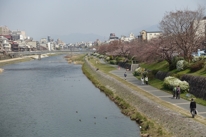 京都桜速報2018_05　No48