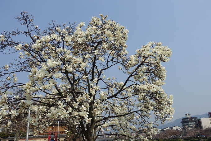 京都桜速報2018_05　No49