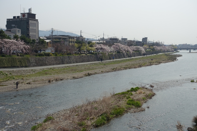 京都桜速報2018_05　No51