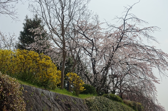 京都桜速報2018_05　No52