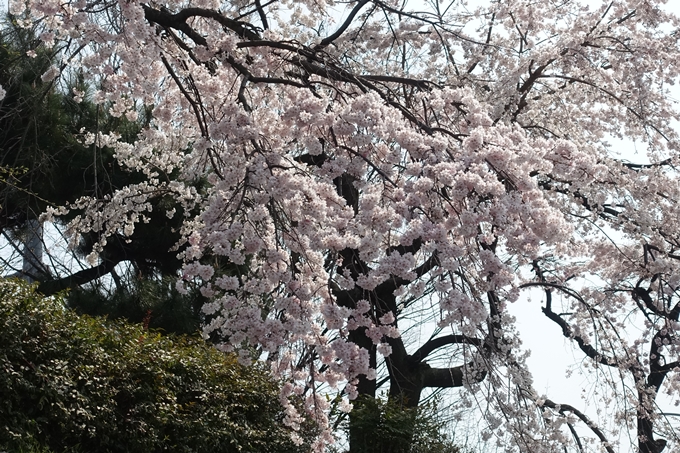 京都桜速報2018_05　No54