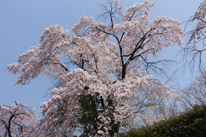 京都桜速報2018_05　No55