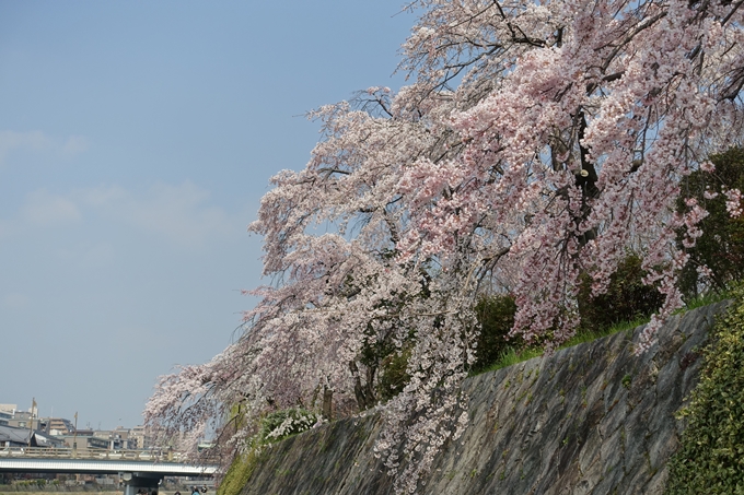 京都桜速報2018_05　No56