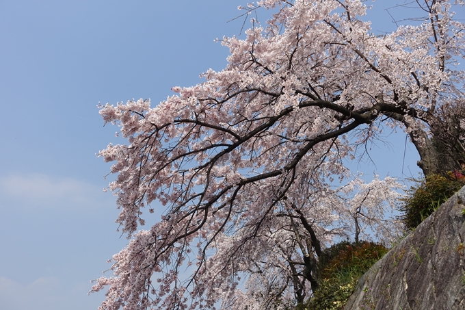 京都桜速報2018_05　No57