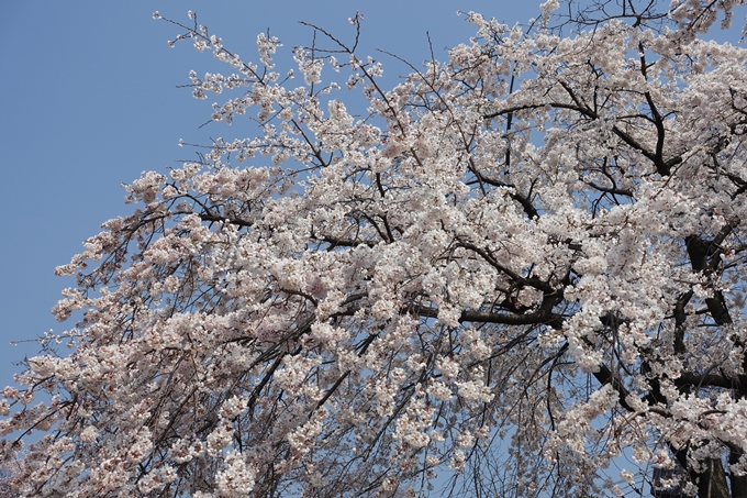 京都桜速報2018_05　No58