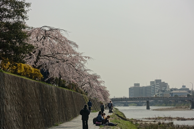 京都桜速報2018_05　No59