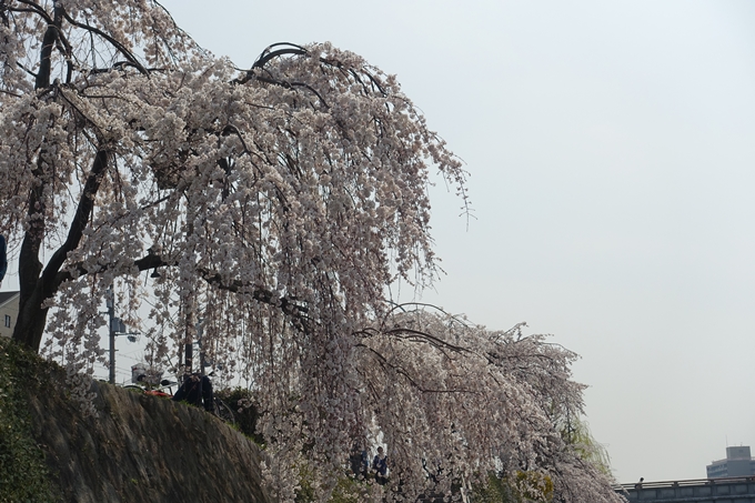 京都桜速報2018_05　No60