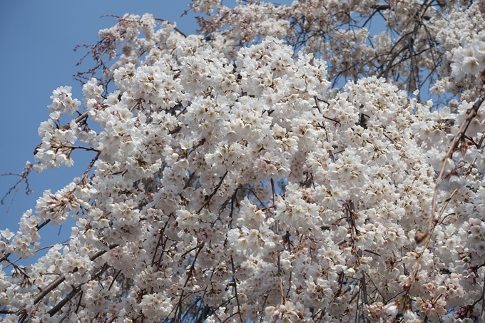 京都桜速報2018_05　No61