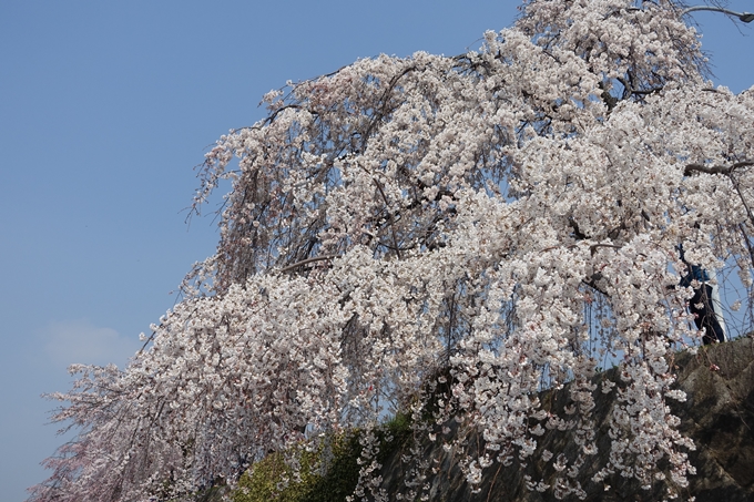 京都桜速報2018_05　No62