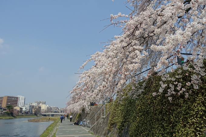 京都桜速報2018_05　No63