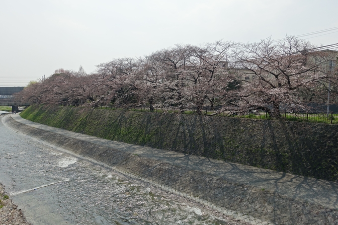 京都桜速報2018_05　No66