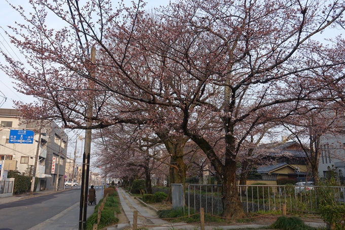 京都桜速報2018_06　No2