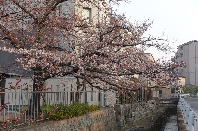 京都桜速報2018_06　No3