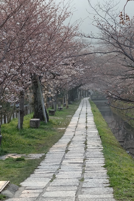 京都桜速報2018_06　No4