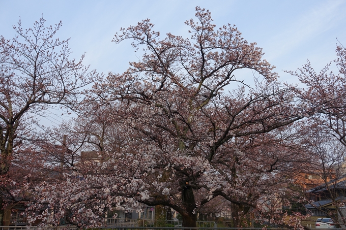 京都桜速報2018_06　No5