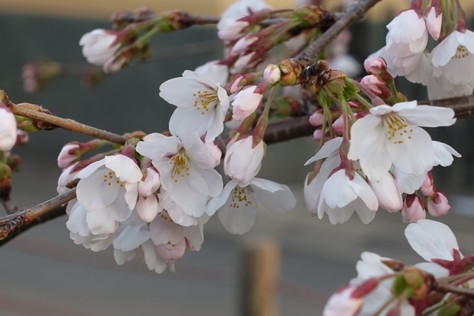 京都桜速報2018_06　No6