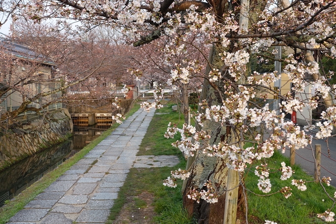 京都桜速報2018_06　No7