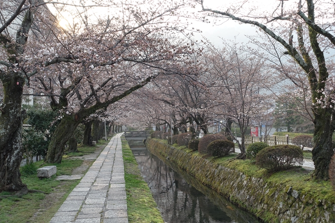 京都桜速報2018_06　No8