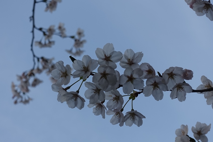 京都桜速報2018_06　No9