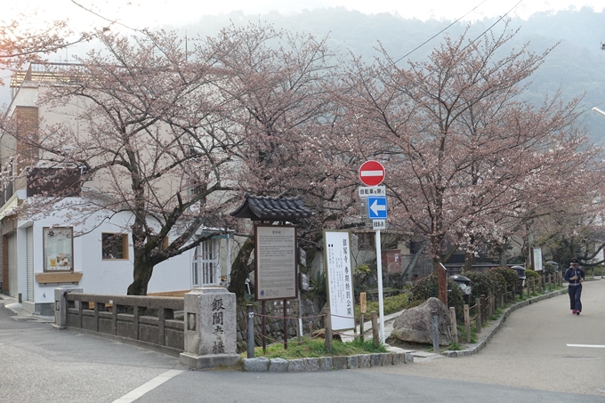 京都桜速報2018_06　No10