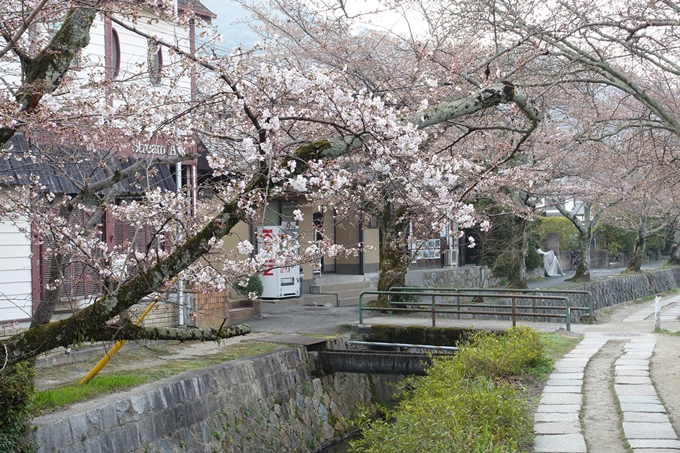 京都桜速報2018_06　No11