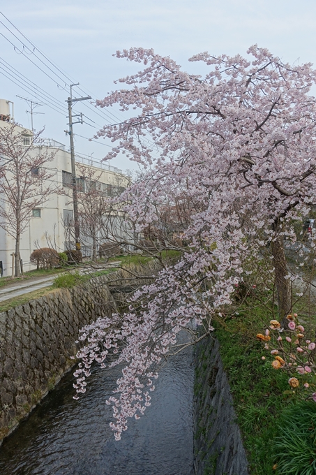 京都桜速報2018_06　No12