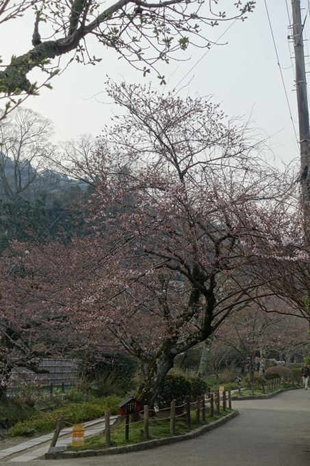 京都桜速報2018_06　No13