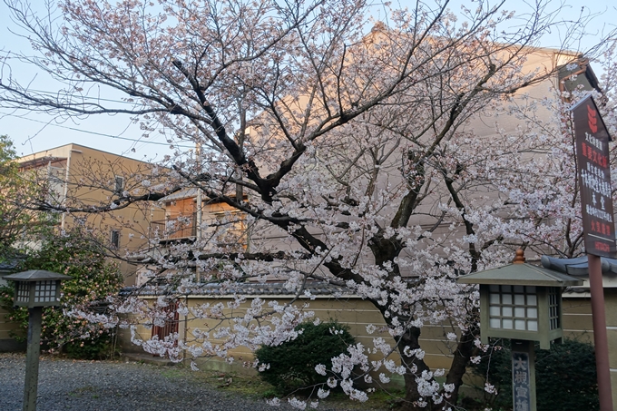 京都桜速報2018_07　No3