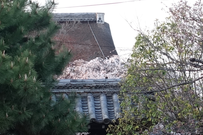 京都桜速報2018_07　No4