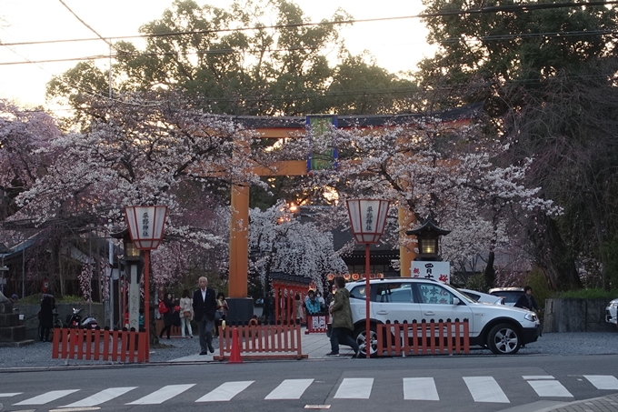 京都桜速報2018_07　No5