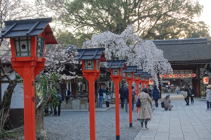 京都桜速報2018_07　No7