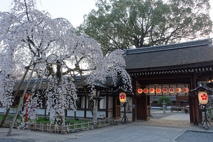 京都桜速報2018_07　No9