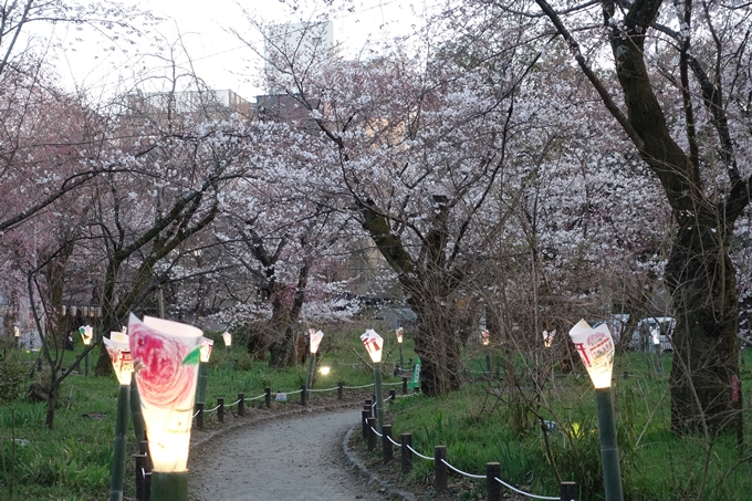 京都桜速報2018_07　No10