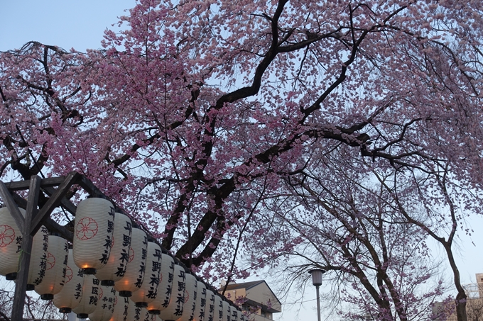 京都桜速報2018_07　No11